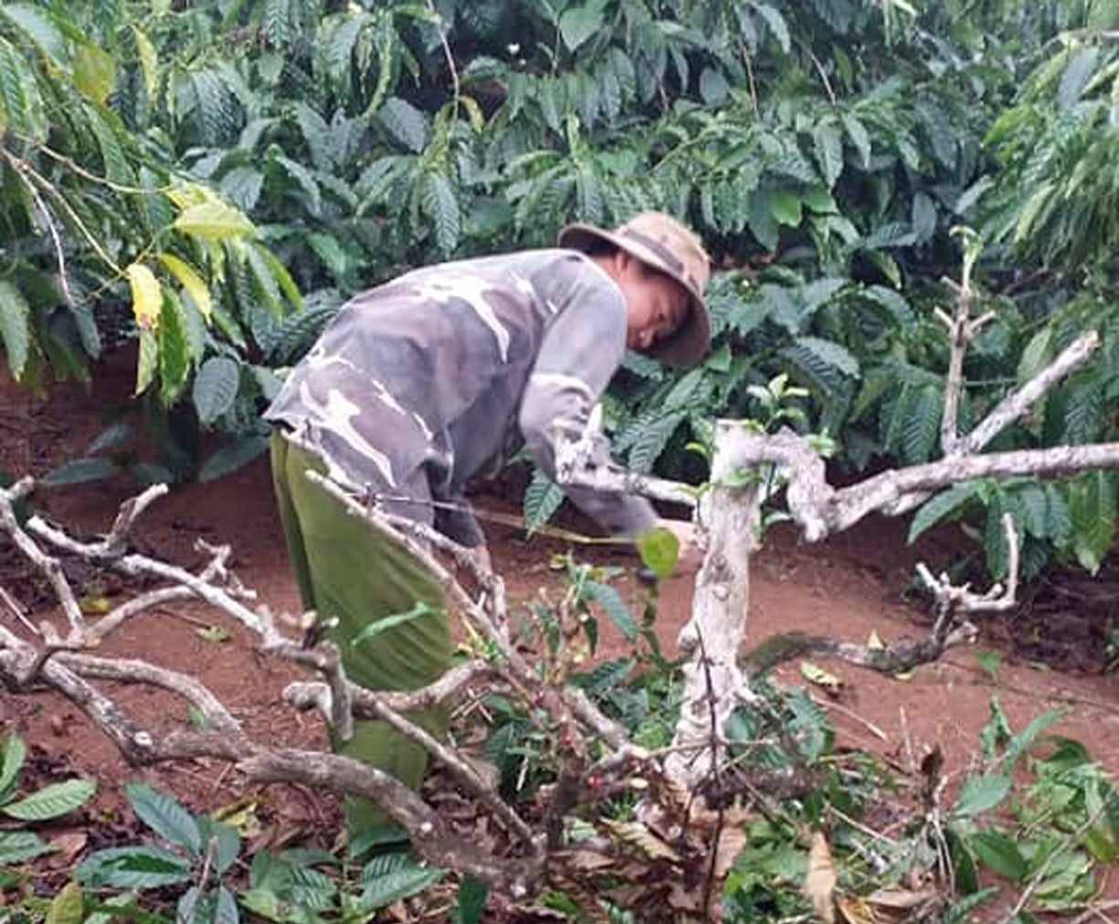 Sau nhiều năm khai thác, không ít diện tích cà phê của tỉnh Đắk Lắk đã bước vào giai đoạn già cỗi, năng suất giảm, sâu bệnh gia tăng. Ảnh: Trần Thọ.