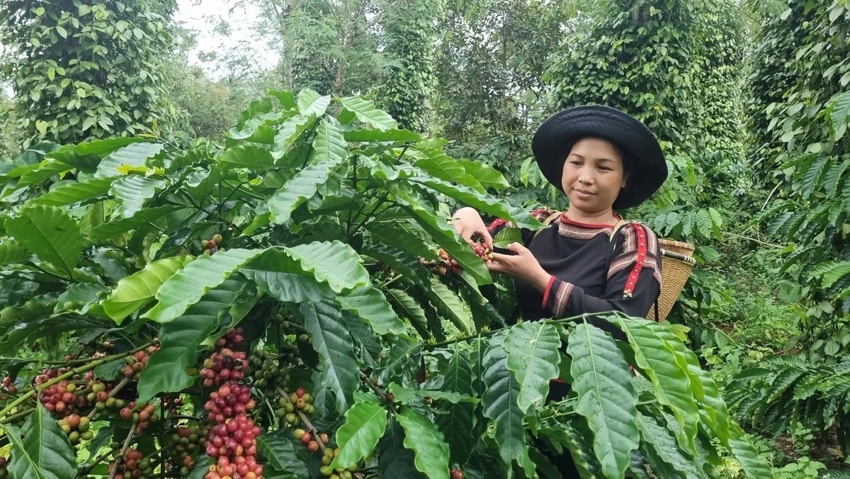 Chương trình tái canh cà phê của tỉnh Đắk Lắk được kỳ vọng giúp tăng thu nhập của người trồng từ 1,5 đến 2 lần. Ảnh: Tuấn Trần.