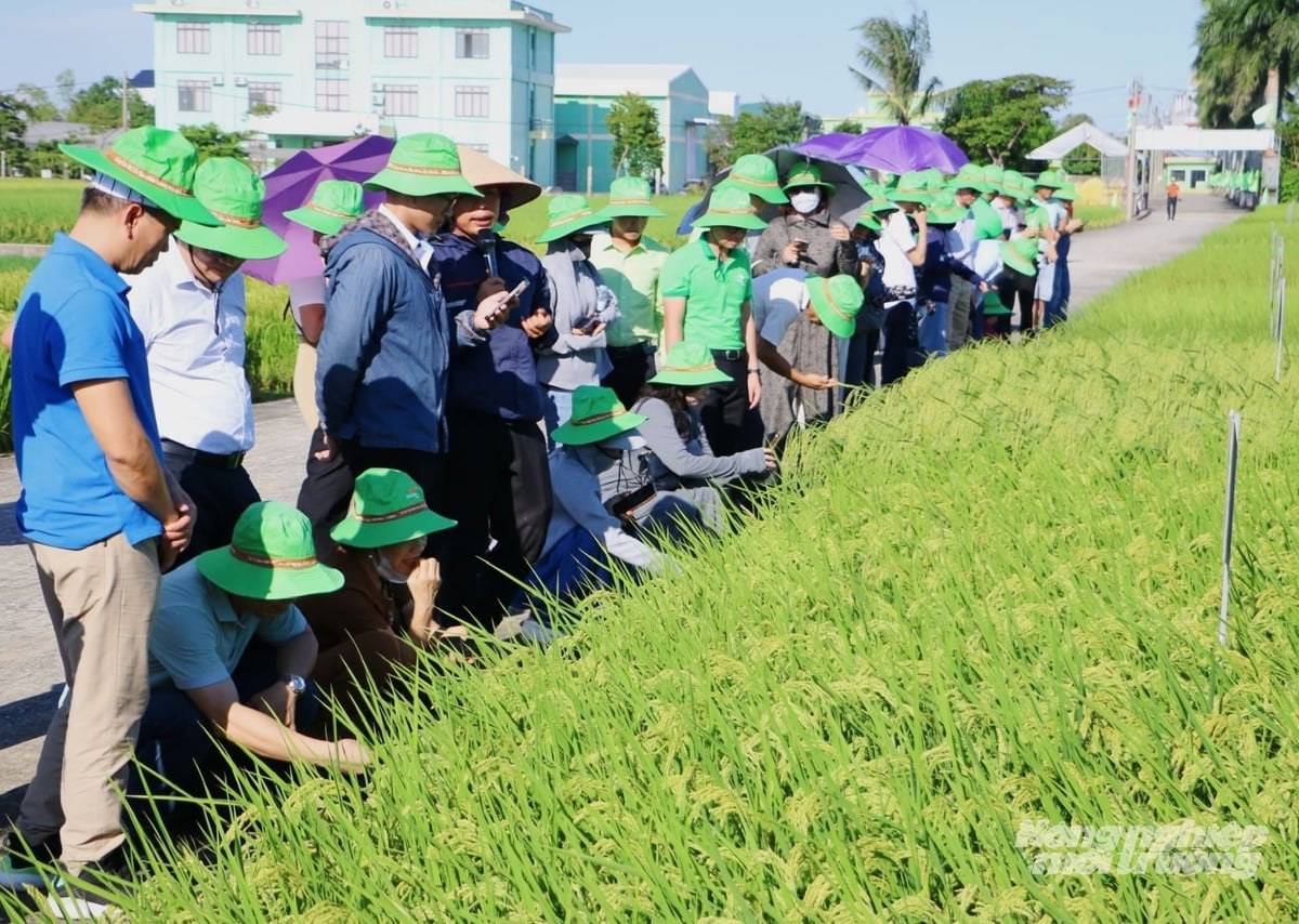 Các giống lúa mới trên đồng ruộng của ThaiBinh Seed. Ảnh: Tùng Đinh. Các giống lúa mới trên đồng ruộng của ThaiBinh Seed. Ảnh: Tùng Đinh.