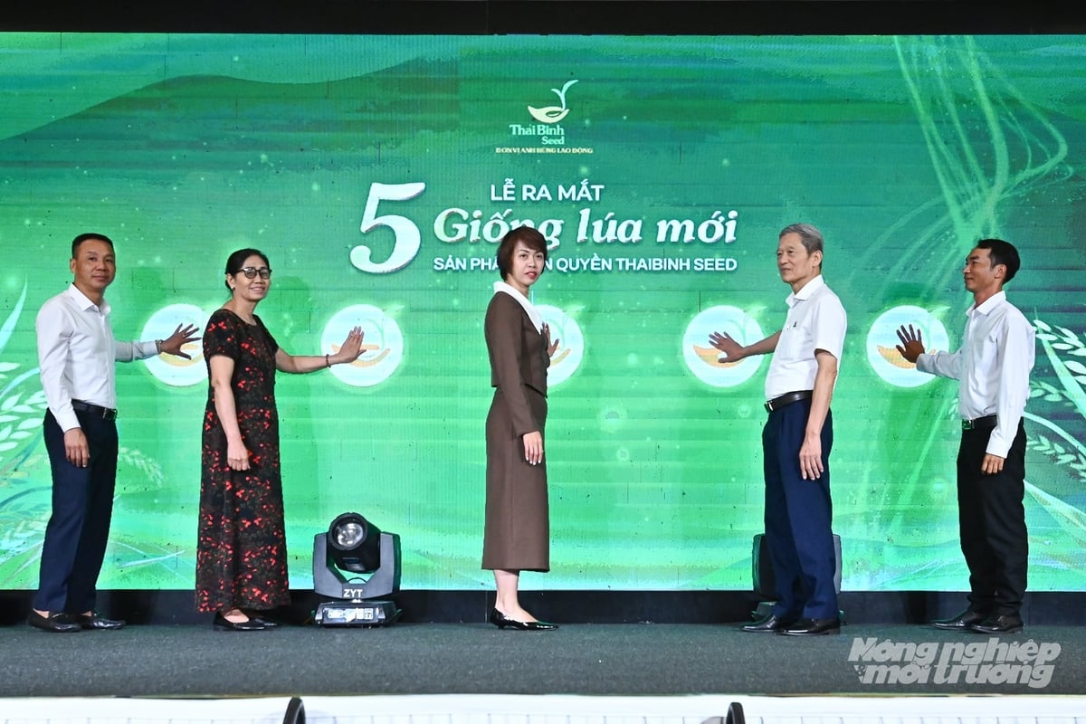 Bộ 5 giống lúa mới của ThaiBinh Seed được ra mắt sáng 1/10. Ảnh: Tùng Đinh. Bộ 5 giống lúa mới của ThaiBinh Seed được ra mắt sáng 1/10. Ảnh: Tùng Đinh.