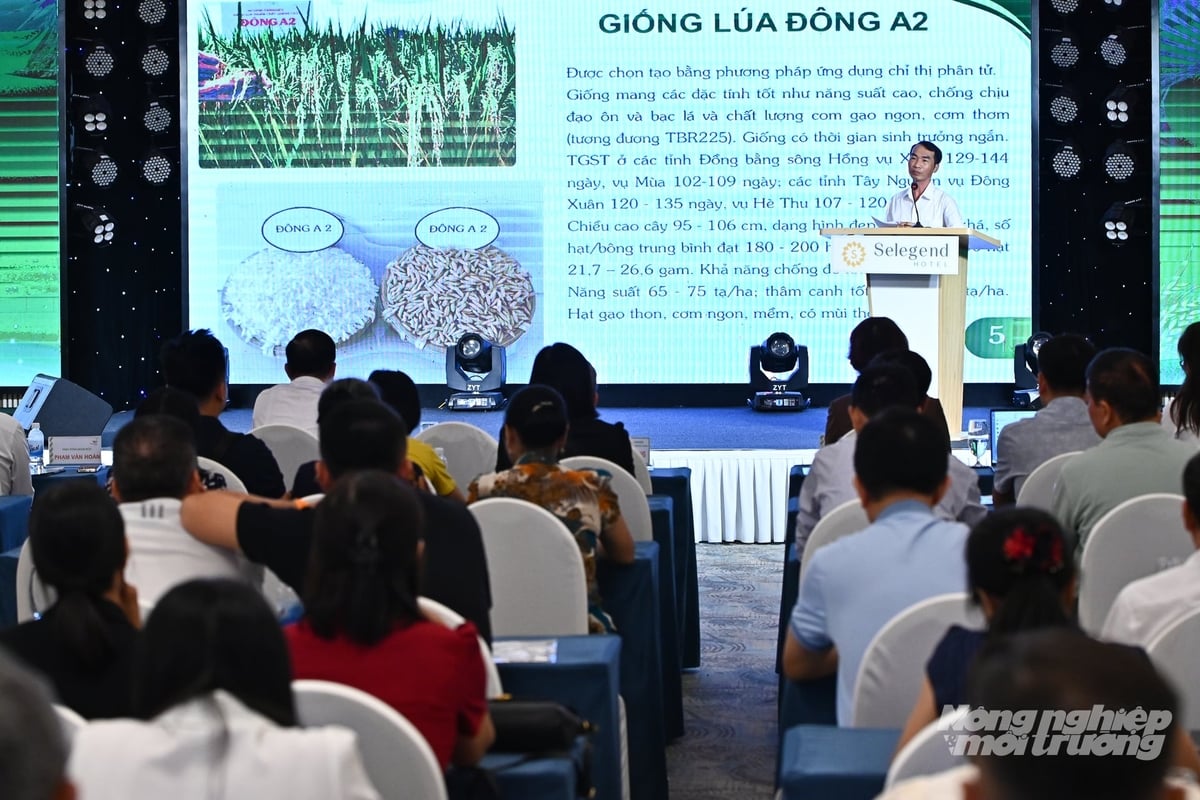 Ông Đặng Cao Cường, Phó Tổng Giám đốc phụ trách sản xuất và khoa học, công nghệ của Tập đoàn ThaiBinh Seed giới thiệu bộ giống mới. Ảnh: Tùng Đinh. Ông Đặng Cao Cường, Phó Tổng Giám đốc phụ trách sản xuất và khoa học, công nghệ của Tập đoàn ThaiBinh Seed giới thiệu bộ giống mới. Ảnh: Tùng Đinh.