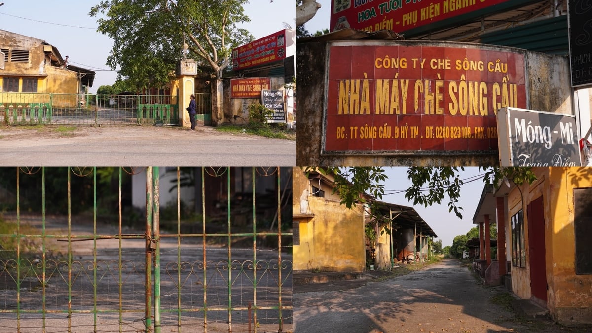 Dấu tích còn sót lại sau thời thanh thế của chè sông Cầu. Ảnh: Minh Toàn. Dấu tích còn sót lại sau thời thanh thế của chè sông Cầu. Ảnh: Minh Toàn.