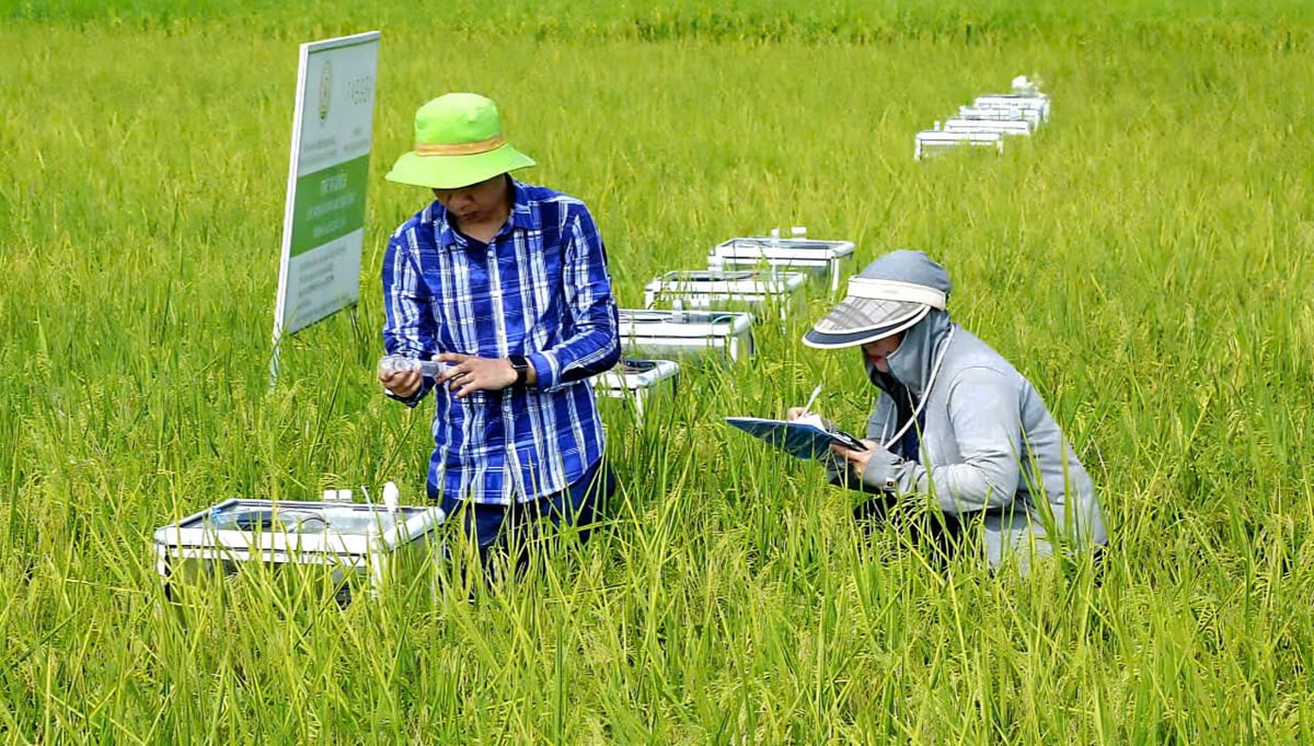 Trồng lúa giảm phát thải giúp nông dân tiết kiệm chi phí sản xuất, nâng cao hiệu quả kinh tế, bảo vệ môi trường. Ảnh: Quốc Toản.