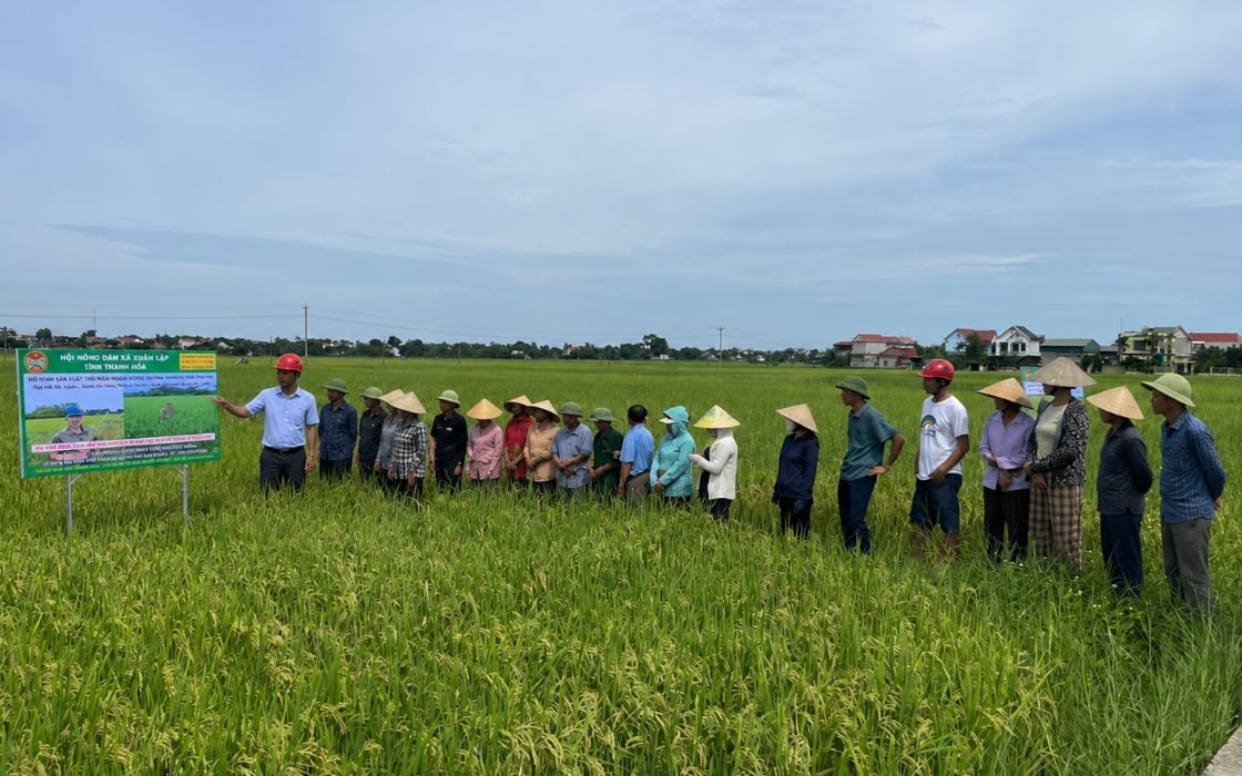 Nông dân tham quan mô hình trình diễn canh tác lúa thân thiện với môi trường tại xã Xuân Lập. Ảnh: Quốc Toản.