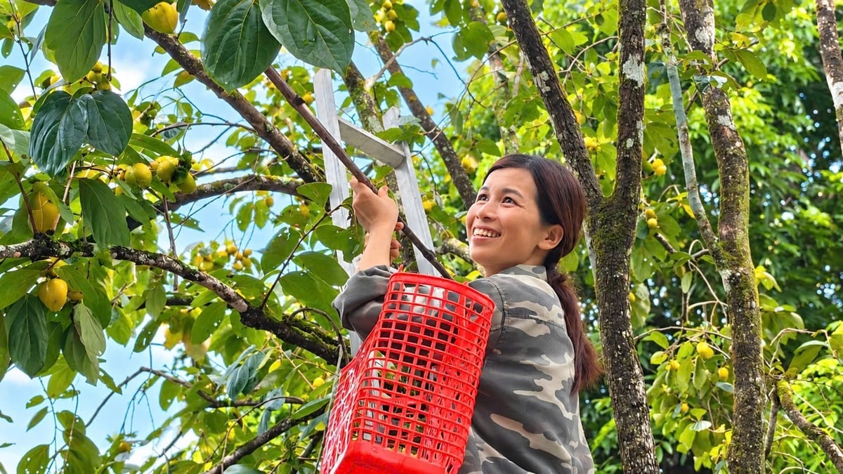 Hồng đang bước vào vụ thu hoạch. Ảnh: Quốc Toản. Hồng đang bước vào vụ thu hoạch. Ảnh: Quốc Toản.