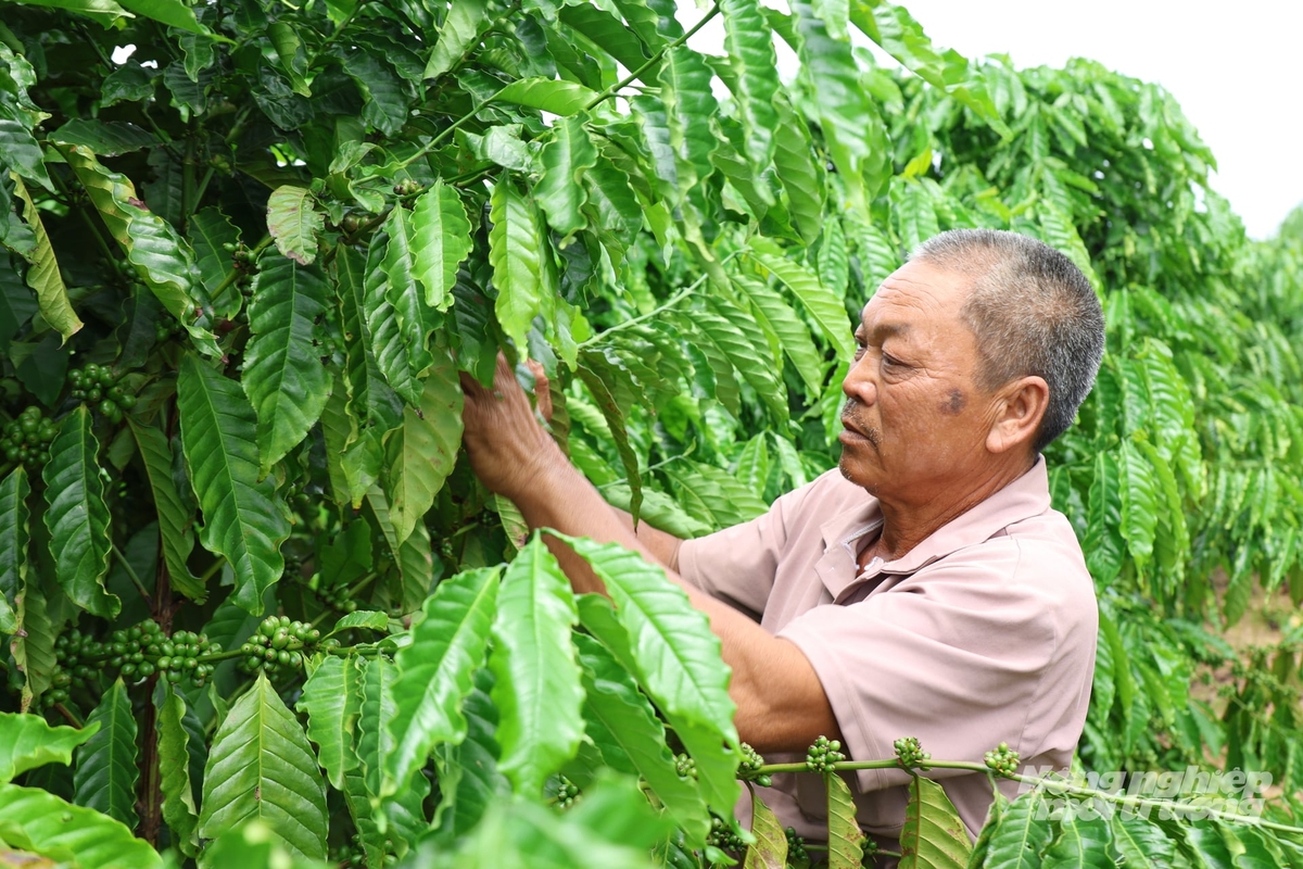 Người trồng cà phê cần áp dụng tiến bộ kỹ thuật, quản lý nhật ký sản xuất và tham gia chuỗi liên kết để đáp ứng yêu cầu truy xuất nguồn gốc. Ảnh: Nhật Tiến.
