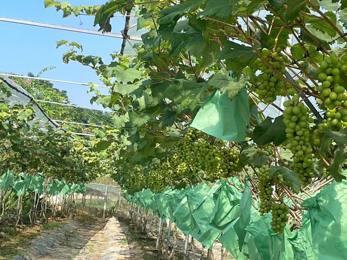 Mô hình nho sữa của anh Tuấn tạo thêm niềm tin cho người dân mạnh dạn thay đổi trong sản xuất nông nghiệp. Ảnh: Thu Thủy. Mô hình nho sữa của anh Tuấn tạo thêm niềm tin cho người dân mạnh dạn thay đổi trong sản xuất nông nghiệp. Ảnh: Thu Thủy.