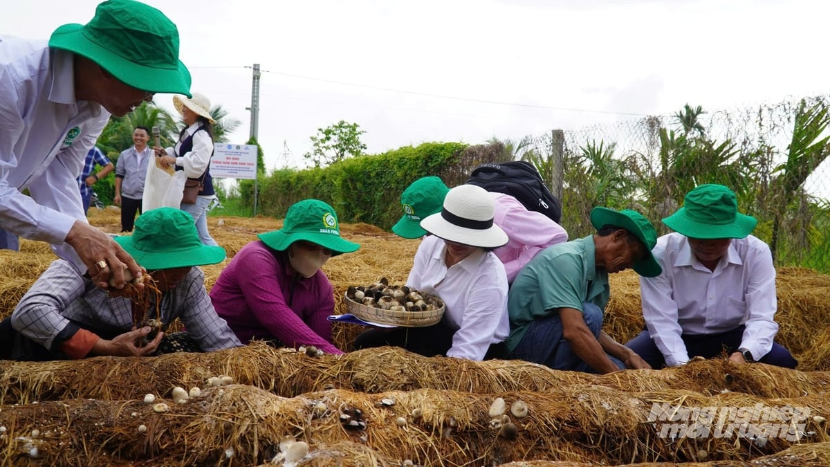 Các địa biểu tham quan mô hình, cùng thu hoạch nấm rơm trong mô hình do Dự án TRVC hỗ trợ tại An Giang. Ảnh: Trung Chánh.