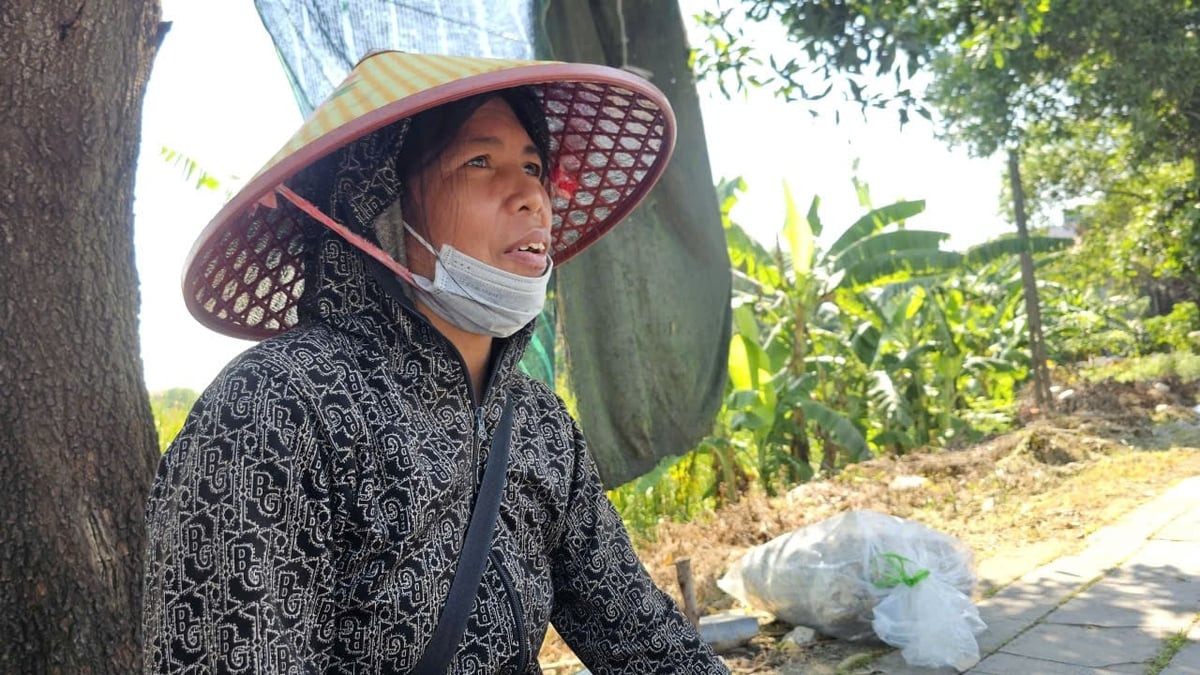 Gia đình chị Nga có thu nhập khá nhờ trồng sen. Ảnh: Quốc Toản.