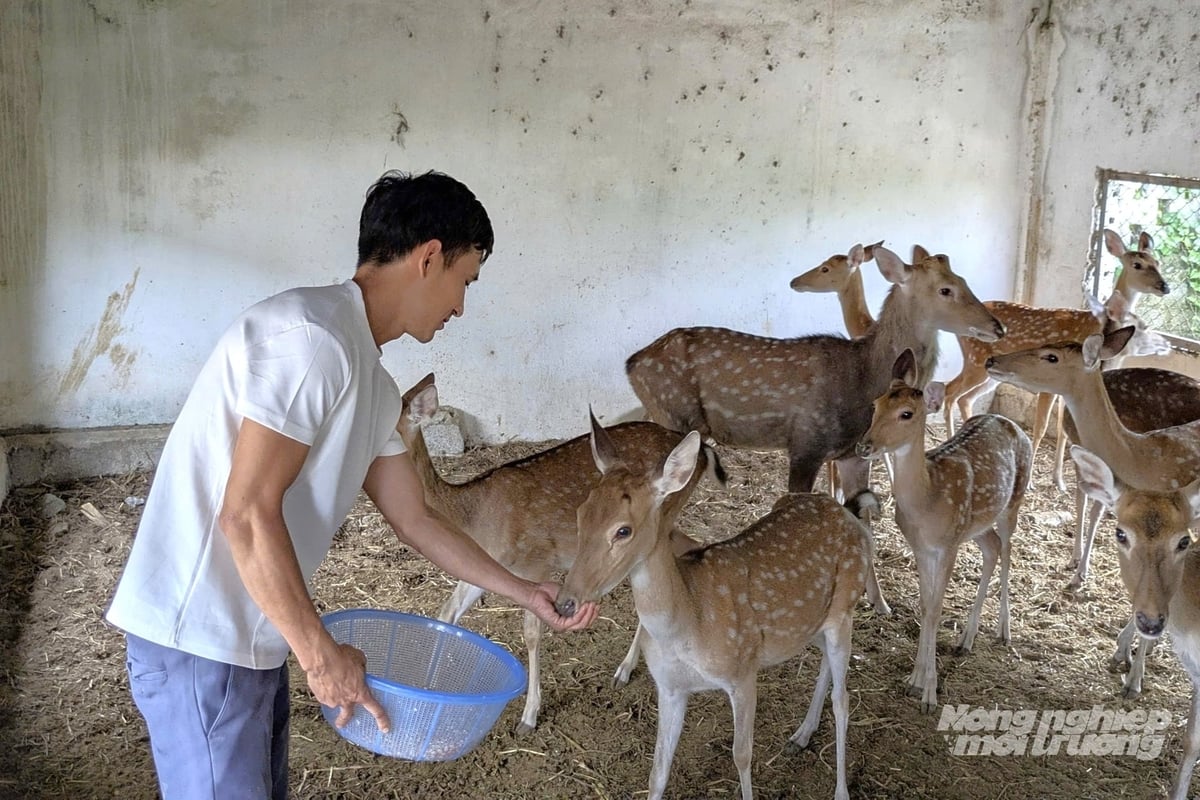 Theo anh Trịnh Ngọc Bình, hươu là loài vật dễ nuôi, mang lại hiệu quả kinh tế cao. Ảnh: Trung Quân. Theo anh Trịnh Ngọc Bình, hươu là loài vật dễ nuôi, mang lại hiệu quả kinh tế cao. Ảnh: Trung Quân.