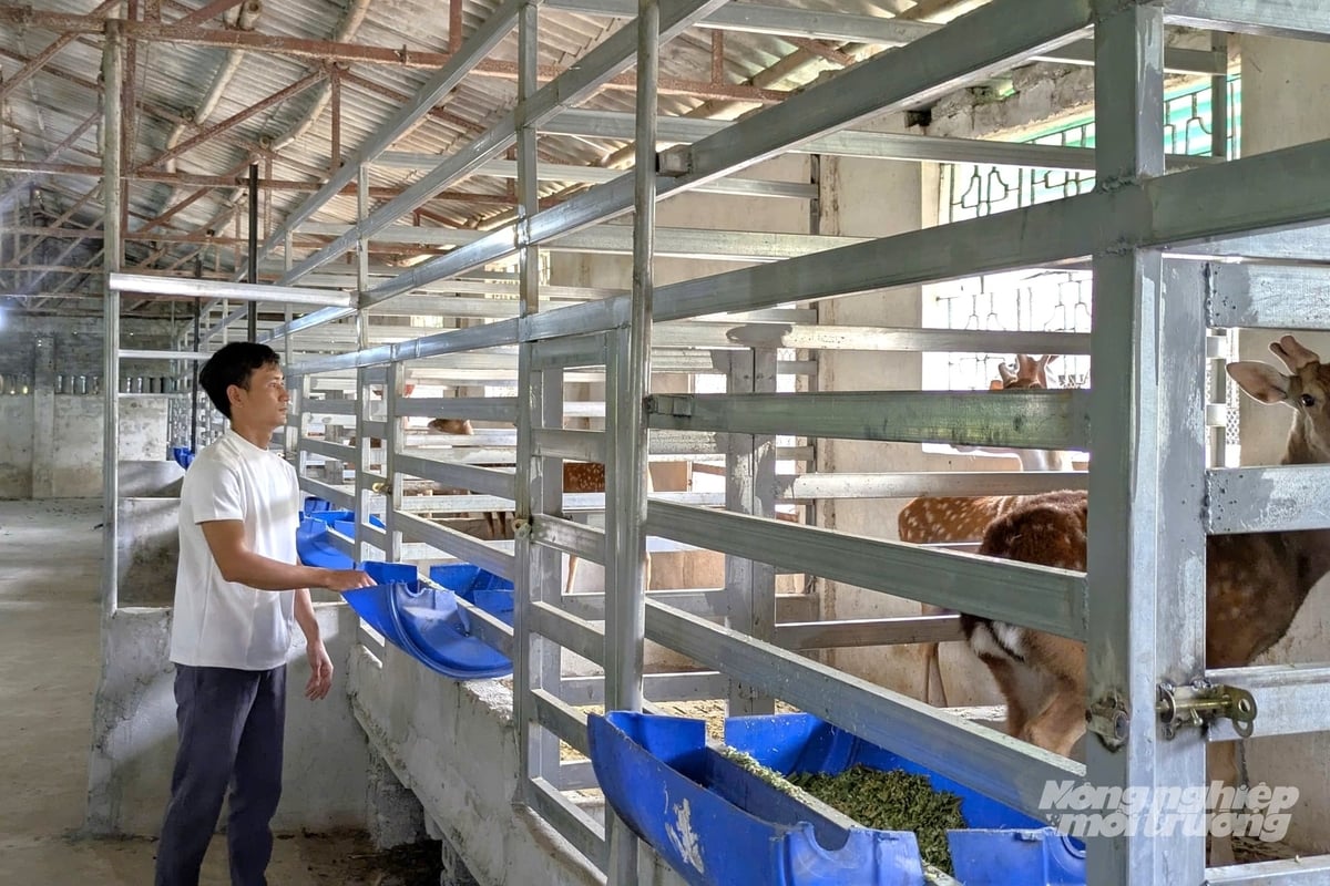 Theo anh Bình, mặc dù giá bán khá cao nhưng nhung hươu là vị thuốc tốt bồi bổ sức khỏe nên việc tiêu thụ không quá khó khăn. Ảnh: Trung Quân. Theo anh Bình, mặc dù giá bán khá cao nhưng nhung hươu là vị thuốc tốt bồi bổ sức khỏe nên việc tiêu thụ không quá khó khăn. Ảnh: Trung Quân.