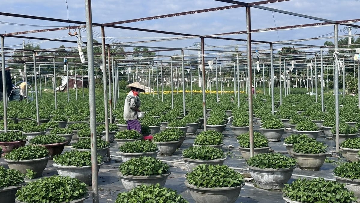 Những chậu hoa cúc vàng hứa hẹn giúp nông dân Dương Sơn có Tết ấm no. Ảnh: Lê Phi.