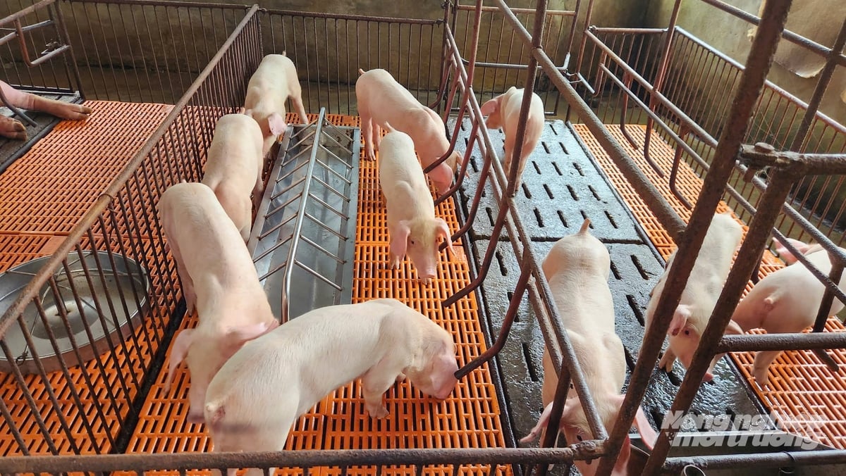 Quảng Ninh thí điểm cấp mã định danh cho 1.120 cơ sở chăn nuôi. Ảnh: Nguyễn Thành.