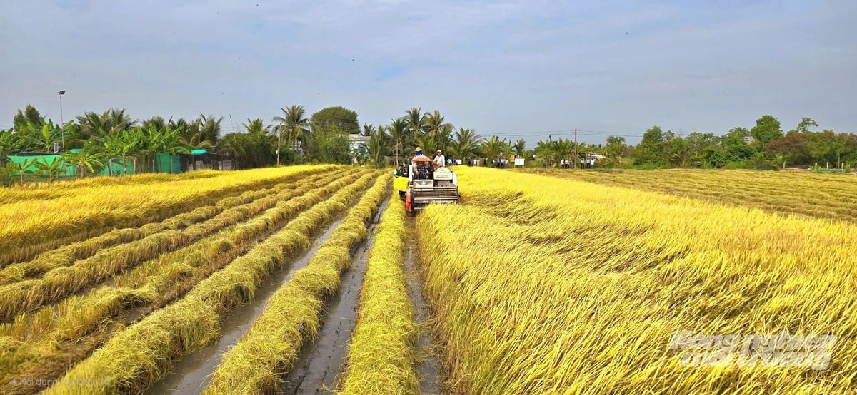 Những đồng lúa phát thải thấp đang mở ra hướng sản xuất hiệu quả, bền vững cho nông dân ĐBSCL. Ảnh: Minh Sáng.